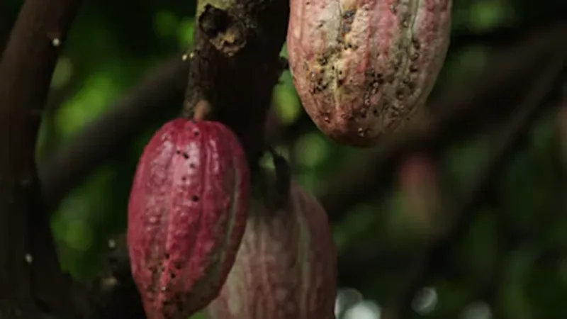 Cocoa