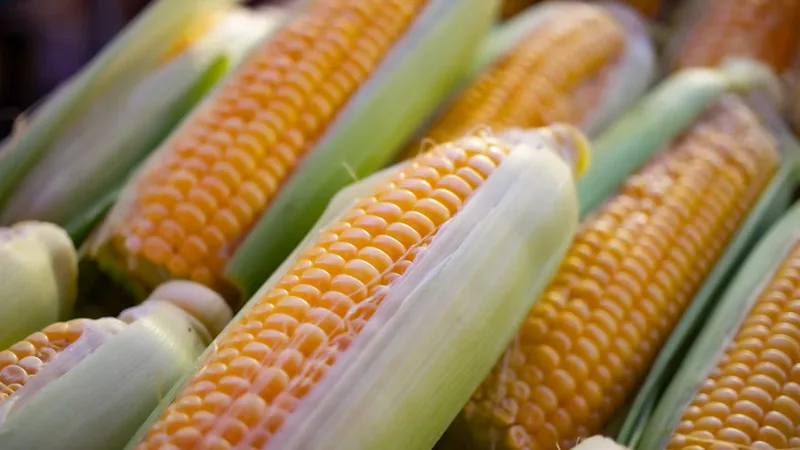 Corn Cobs